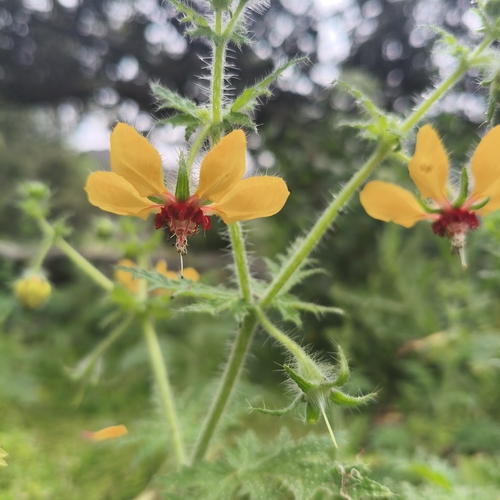 Loasa tricolor (Loasa tricolor)