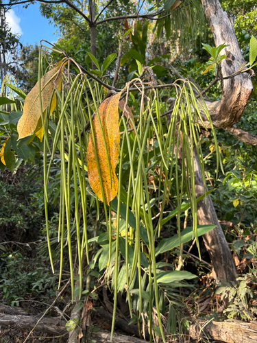 Alstonia spectabilis observed 2026-10-12