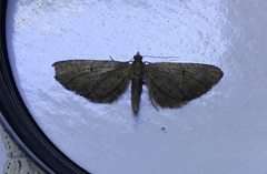 Eupithecia vulgata