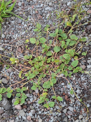 Boerhavia diffusa observed 2026-10-01