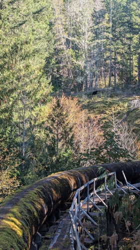 Black Bear sighting near Sooke