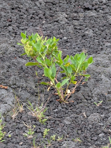 Rumex skottsbergii observed 2026-10-01