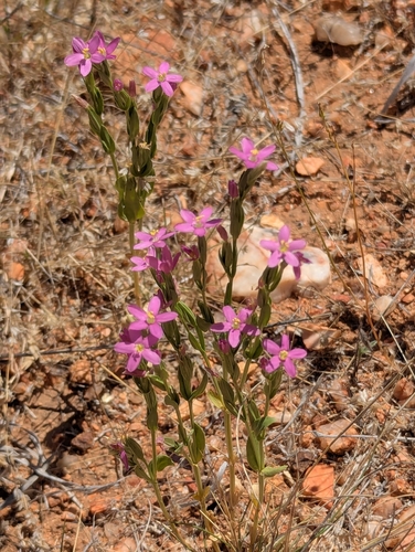 Schenkia australis observed 2026-10-06
