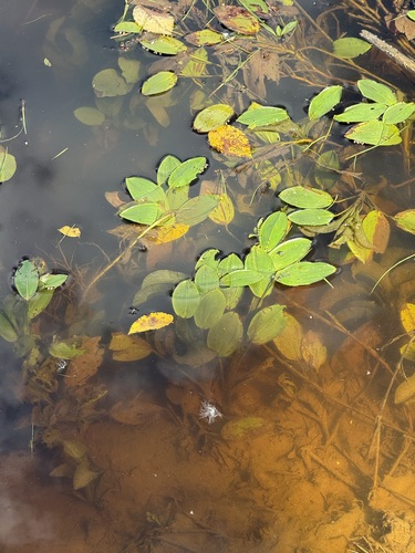 Potamogeton amplifolius, 2026-09-30