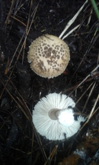 Amanita australis