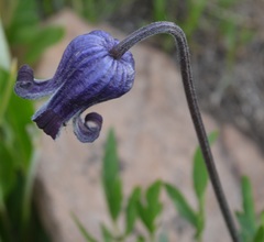 Clematis hirsutissima
