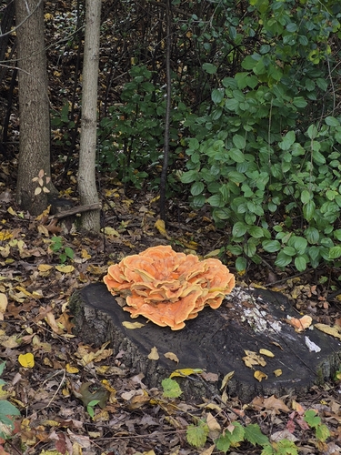 chicken of the woods