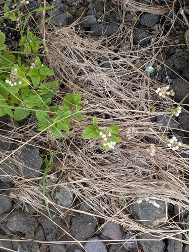 Ageratum conyzoides observed 2026-10-01