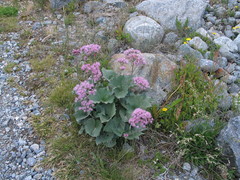 Adenostyles leucophylla