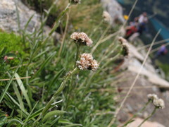 Antennaria dioica