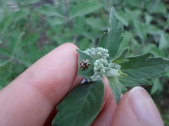 Adalia decempunctata