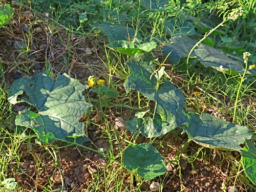 Luffa aegyptiaca observed 2026-10-09