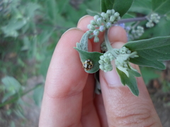 Adalia decempunctata