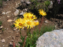 Doronicum clusii