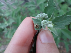 Adalia decempunctata