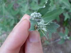 Adalia decempunctata