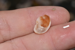 Bostrycapulus pritzkeri