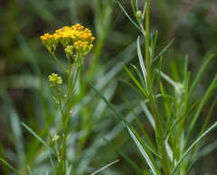 Senecio linearifolius linearifolius