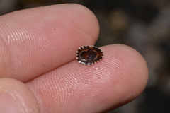 Siphonaria denticulata