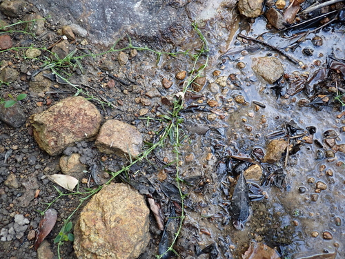Diplacrum caricinum observed 2026-10-05