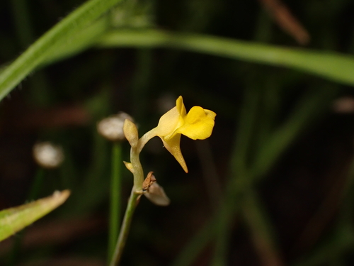 Utricularia bifida observed 2026-10-05