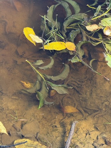 Potamogeton amplifolius, 2026-09-30