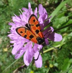 Zygaena hilaris