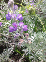 Lupinus albifrons