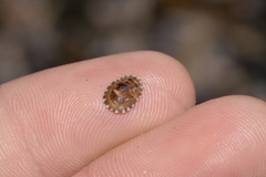 Siphonaria denticulata