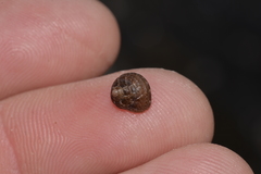 Eurytrochus strangei