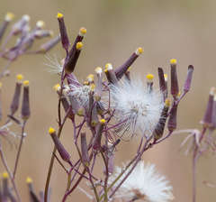 Senecio quadridentatus