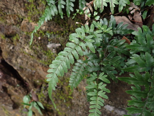 Pteris semipinnata observed 2026-10-05