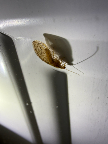 Micromus posticus