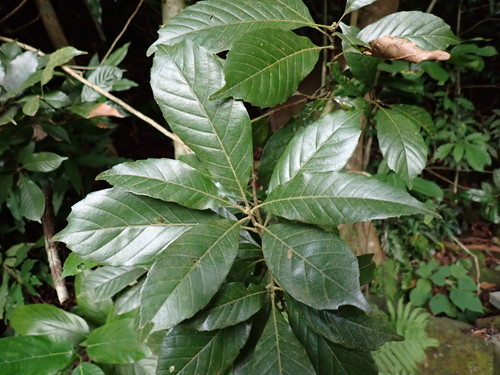 Lithocarpus corneus observed 2026-10-05
