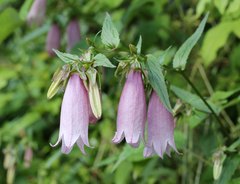 Campanula punctata hondoensis