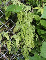 Adiantum monochlamys
