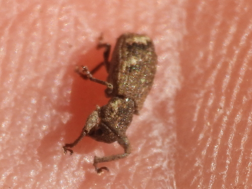 Double-banded Broad-nosed Weevil