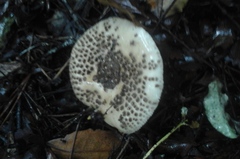 Amanita australis
