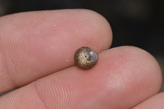 Eurytrochus strangei