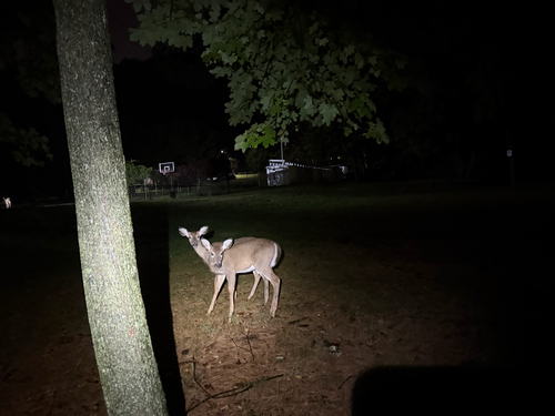 White-tailed Deer