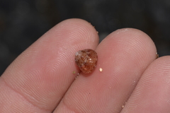 Cantharidella picturata