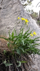 Takhtajaniantha crispa