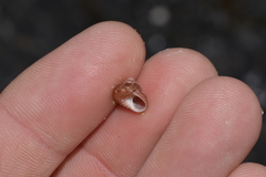 Cantharidella picturata