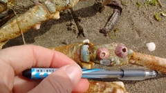 Paraconcavus pacificus