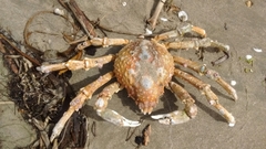 Paraconcavus pacificus