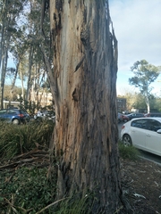 Eucalyptus globulus bicostata