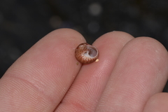 Cantharidella picturata