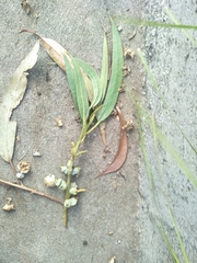 Eucalyptus globulus bicostata