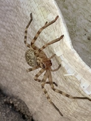 Eusparassus walckenaeri