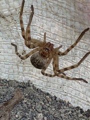 Eusparassus walckenaeri